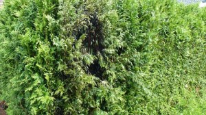 Einsatzbild Kleinbrand (KB) 07.06.2016 15:31