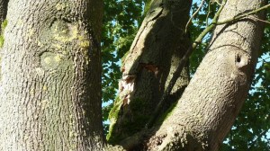 Einsatzbild Technische Hilfeleistung 13.09.2017 17:03