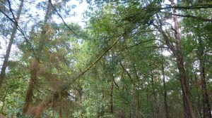 Einsatzbild Technische Hilfeleistung 05.10.2017 13:00