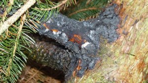 Einsatzbild Technische Hilfeleistung 18.01.2018 10:45