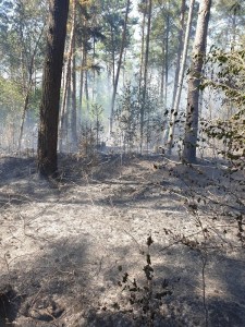 Einsatzbild Großbrand (GB) 24.07.2019 14:27